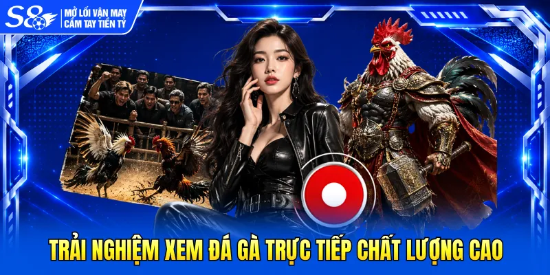 Trải nghiệm xem đá gà trực tiếp chất lượng cao 